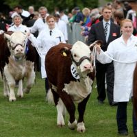 Three Counties Show at Three Counties Showground