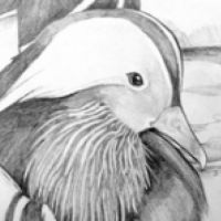 Drawing Workshop at WWT London Wetland Centre